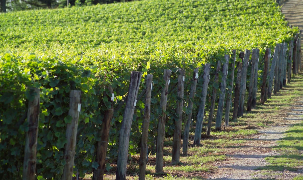 Ascheri vineyards