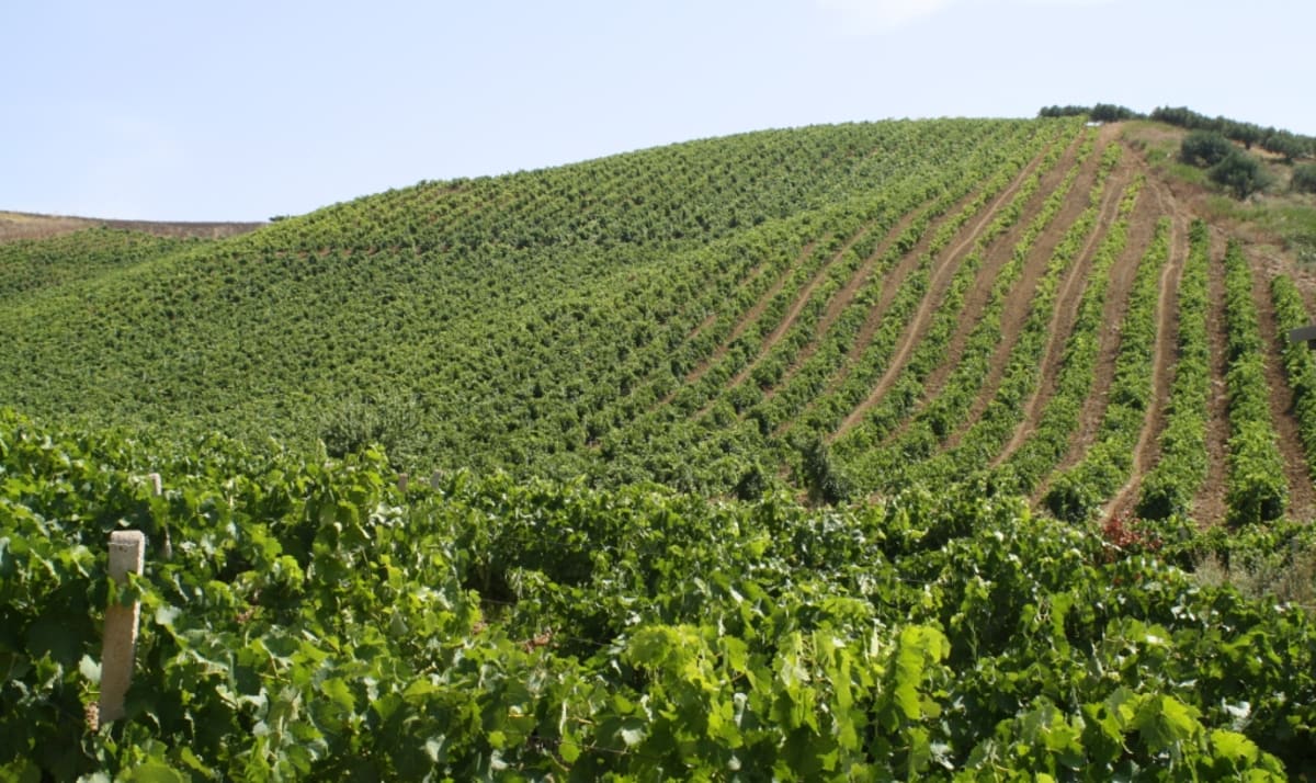 Rolling hills of Orestiadi