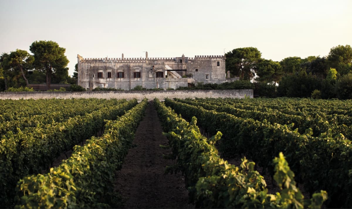 Castle on vineyard