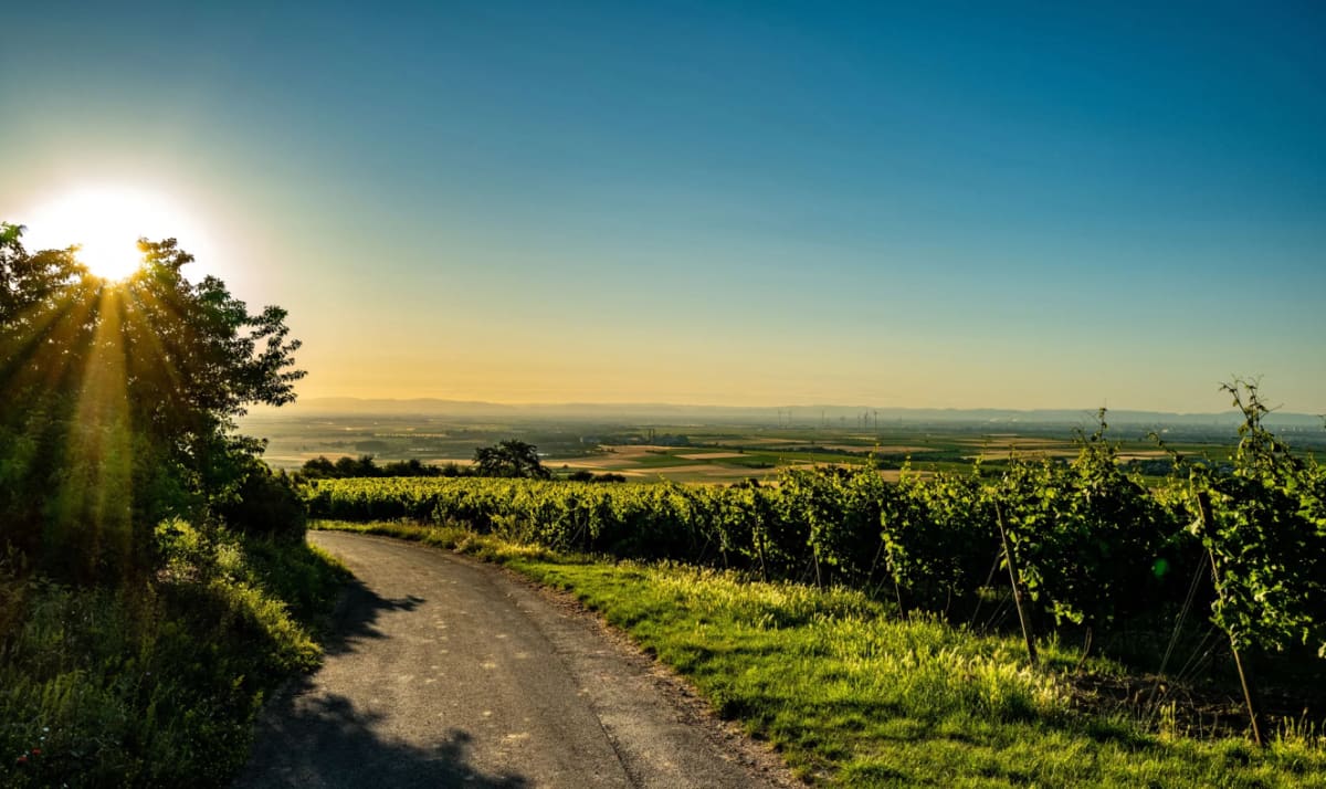Knipser vineyards on a sunny day