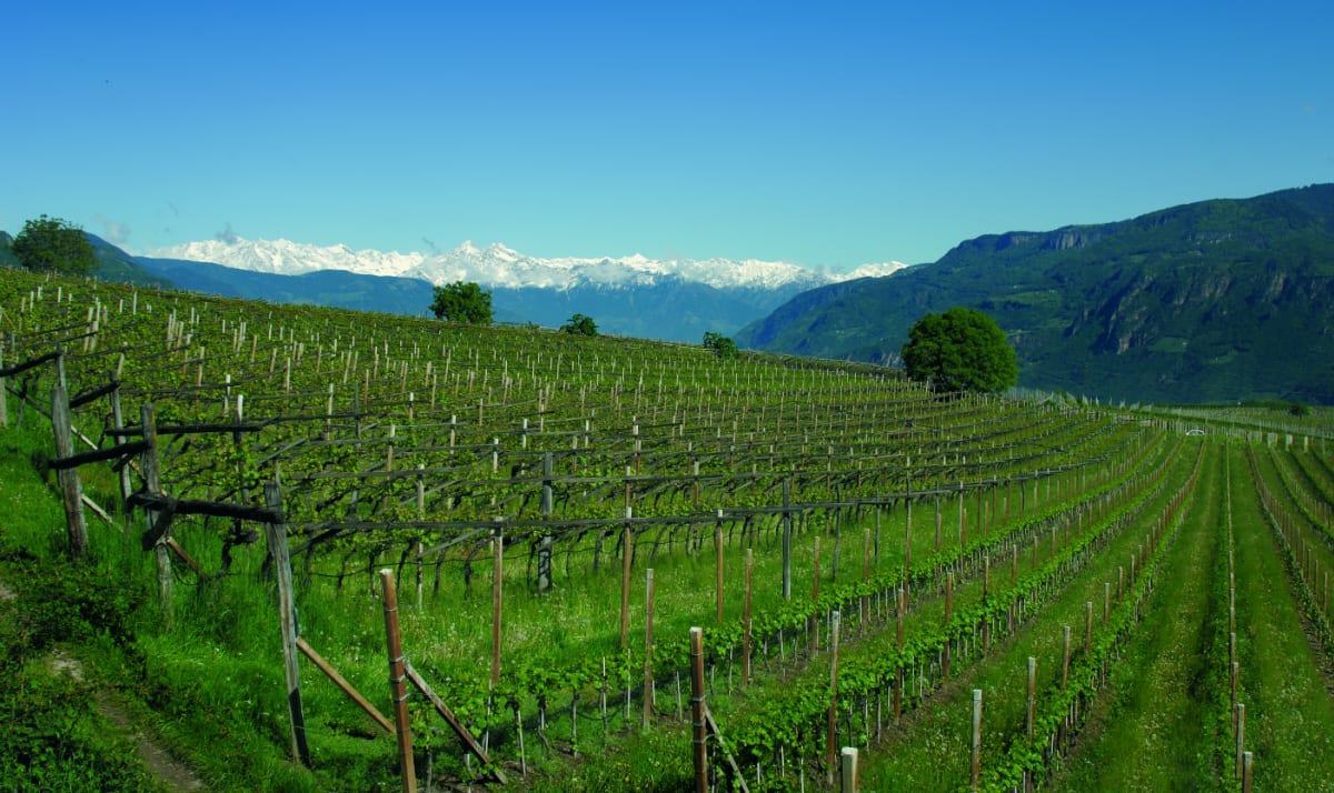 Vineyards with Italian mountains in the background
