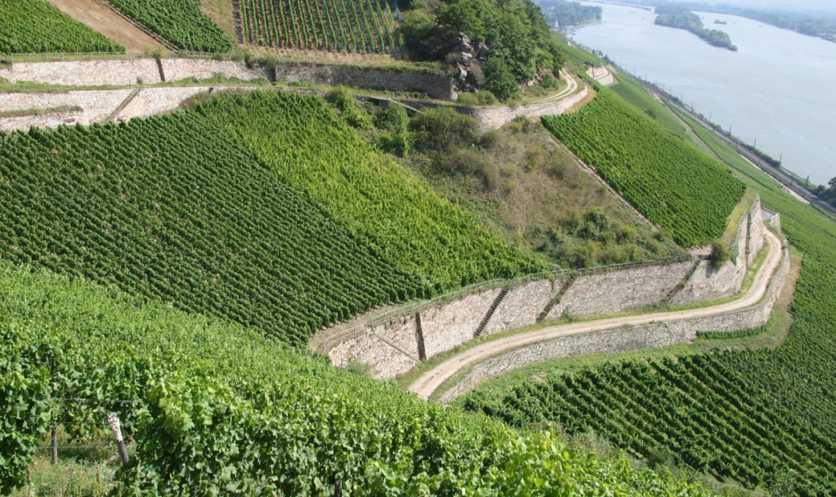 Roseneck vineyard at Leitz