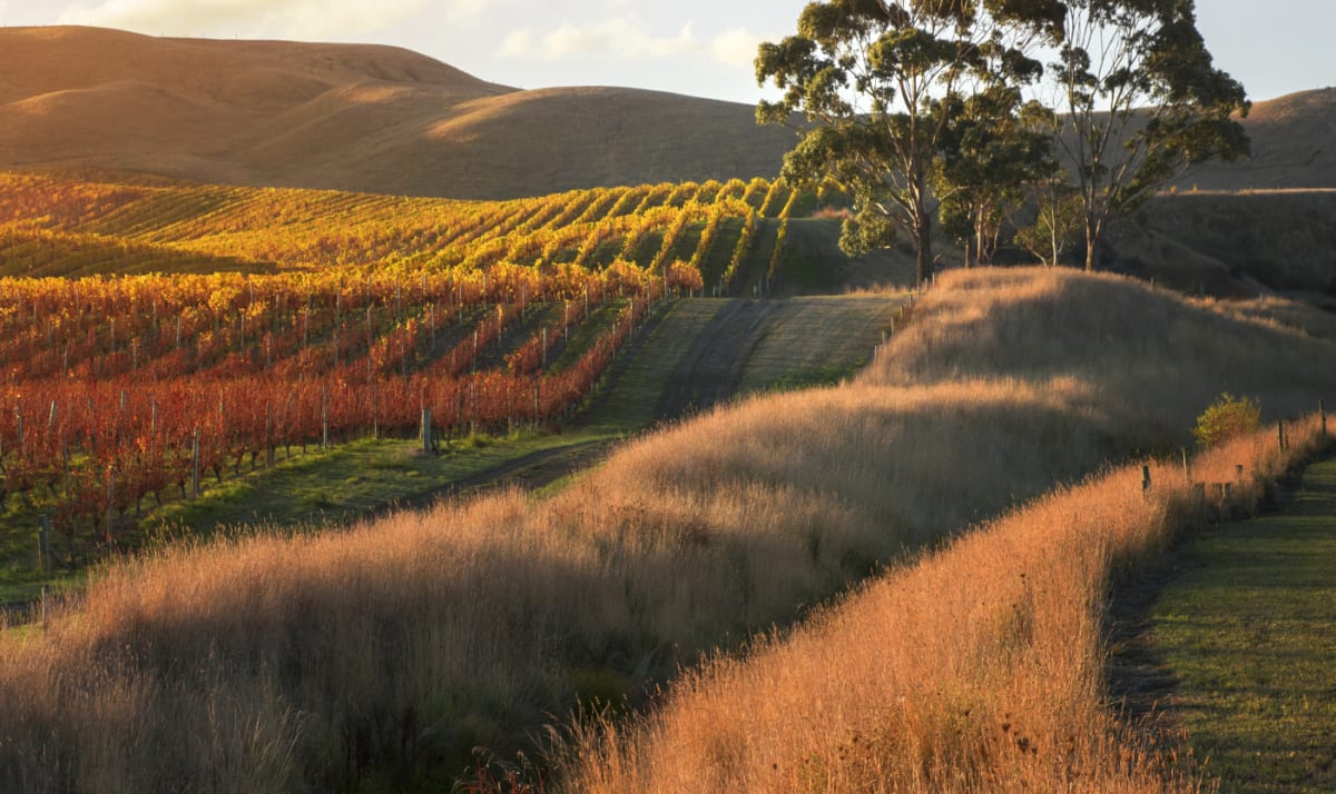 Blind river bend vineyard at sunset