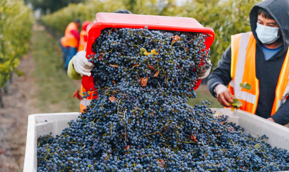 Harvest of grapes