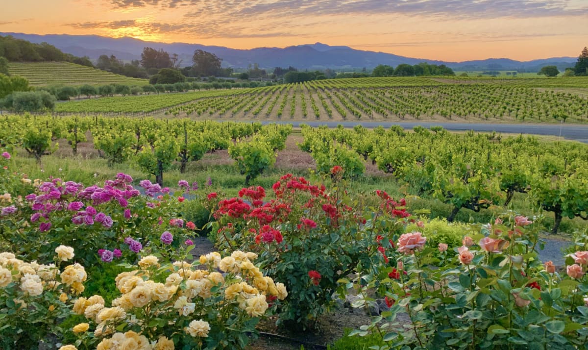 Biodiversity in Coppola Vineyard 
