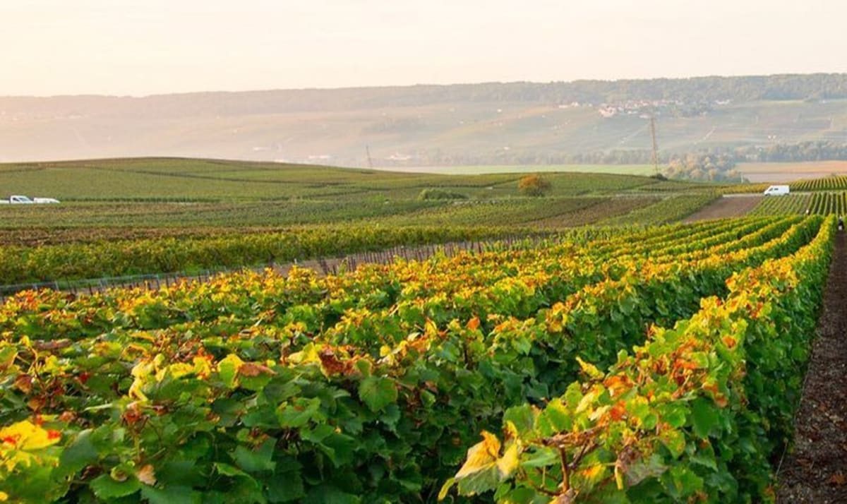 Rows of vines in a French vineyard