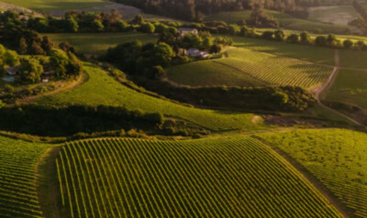 Vineyards of the Sutherland Estate in Elgin
