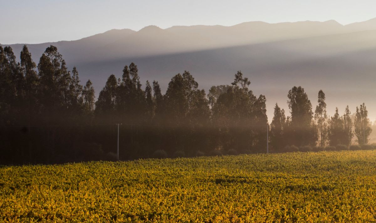 Villard Vineyards