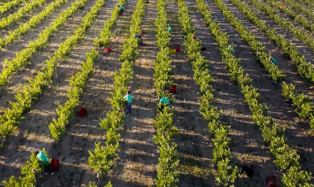Striped vineyards with workers at Ken Forrester Winery