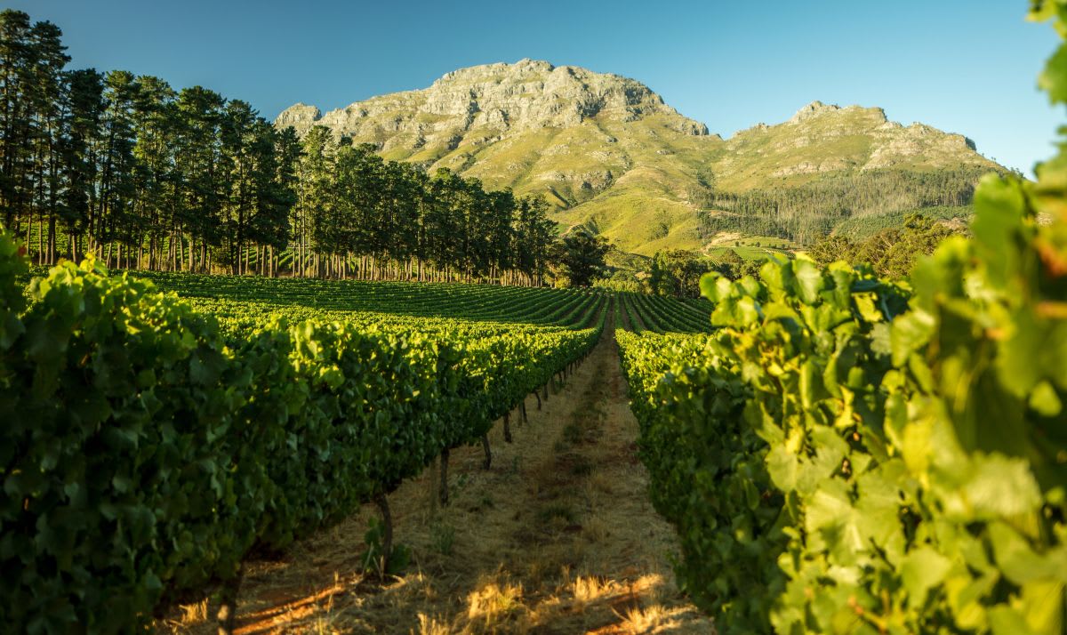 Cape winelands - vineyards below helderberg mountains