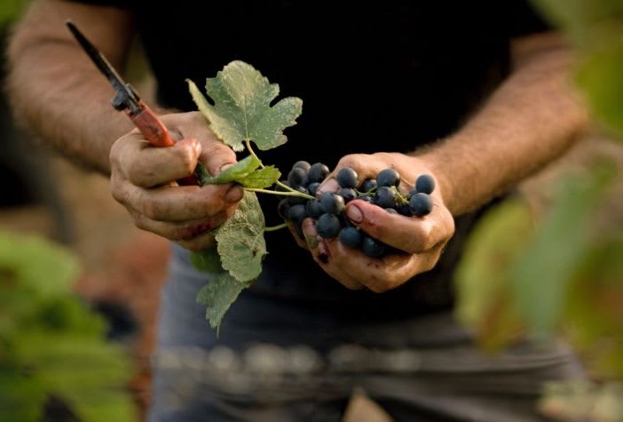 A photo of a vigneron handling a bunch of dark black grapes