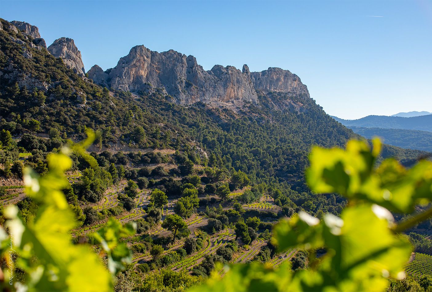A view of Domaine Brusset's precipitously sloped vineyards in the Rhône valley.