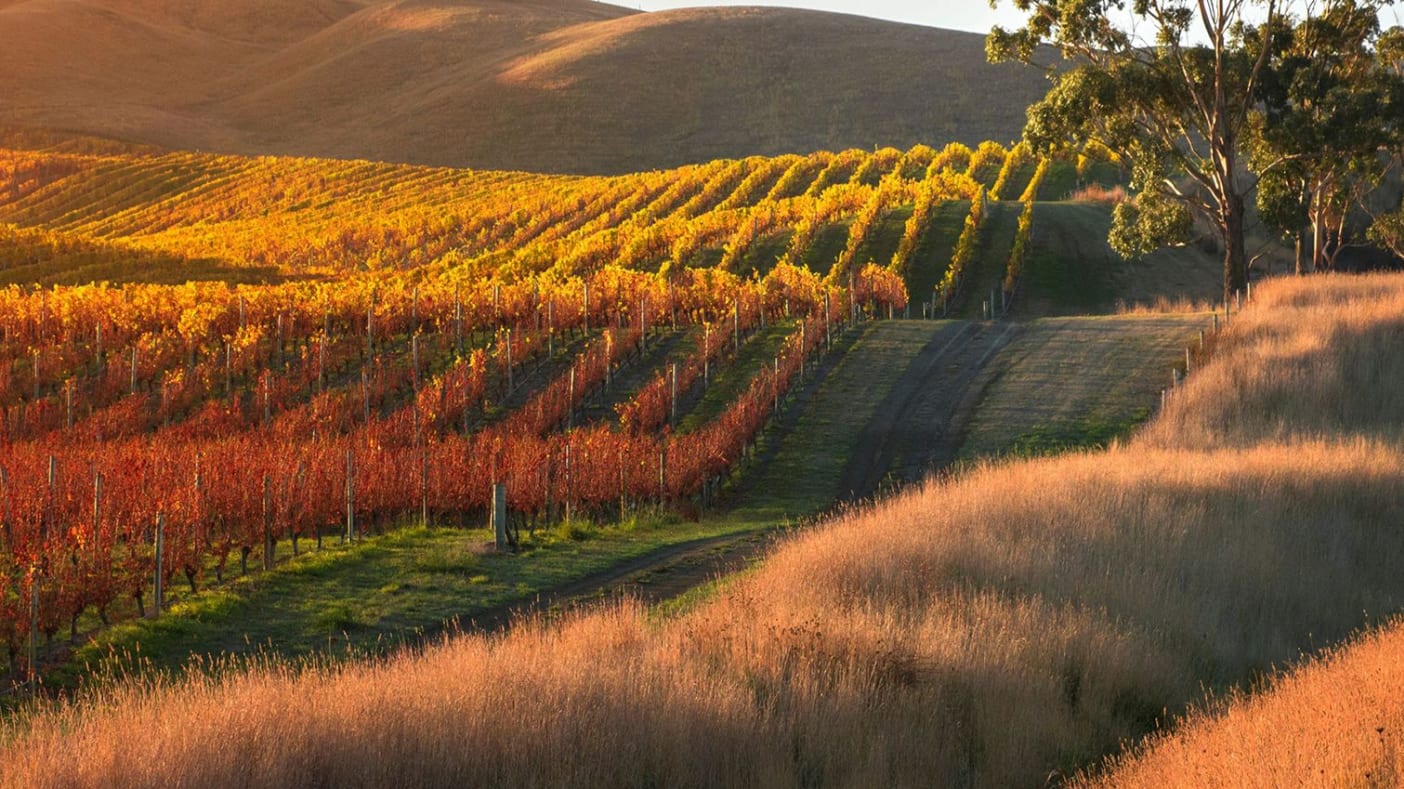 The sun rises over a New Zealand vineyard