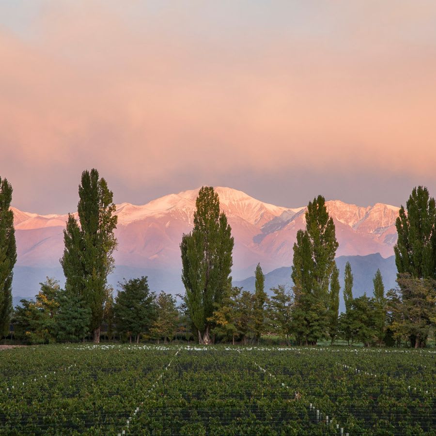 Explore The Americas with The Great Wine Co. 