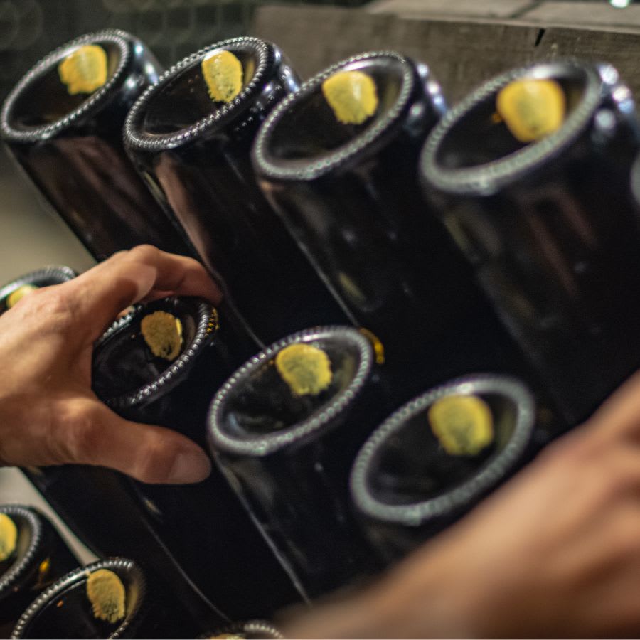 Riddling Bottles in the Cellar at La Spinetta