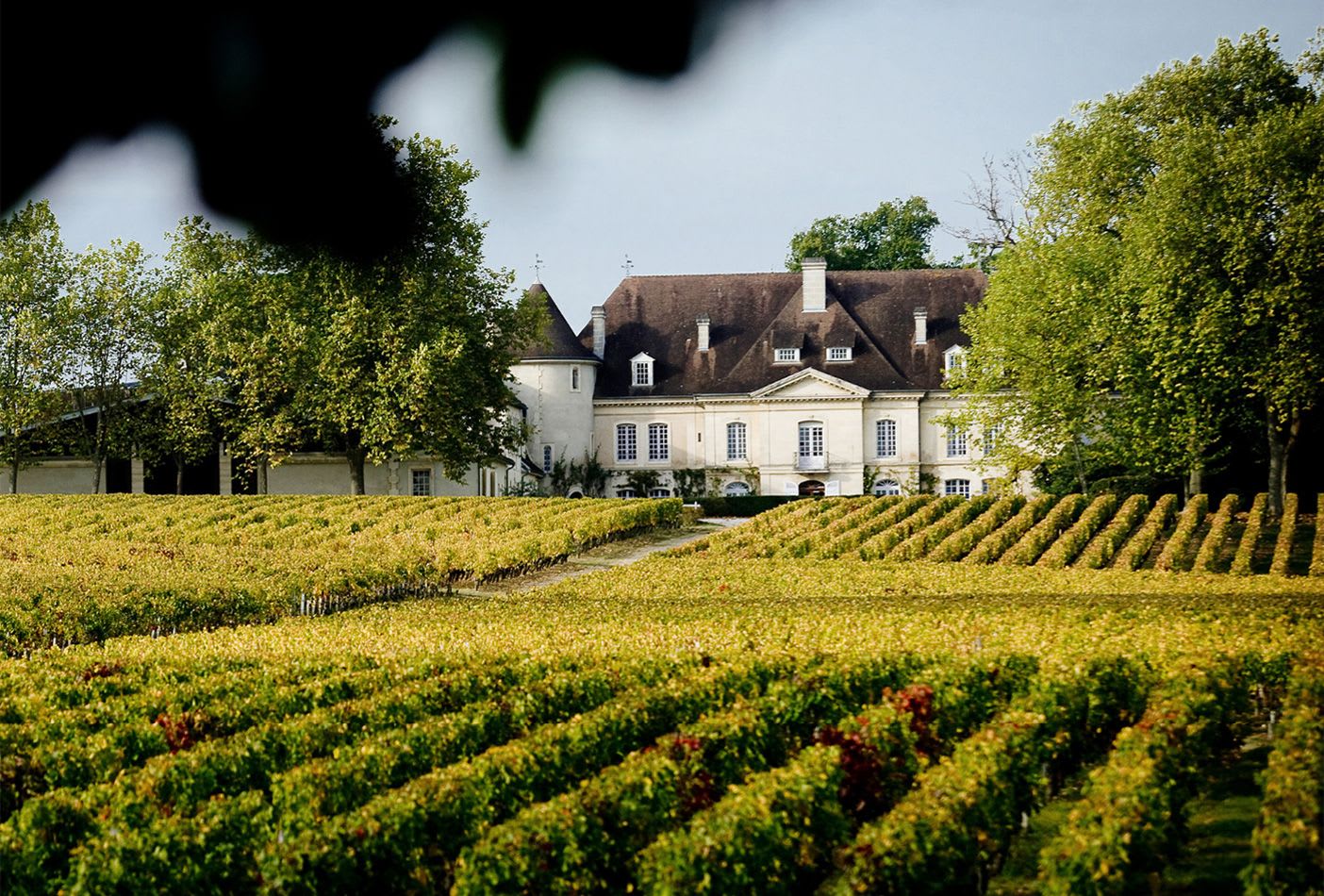 French Finesse Whites