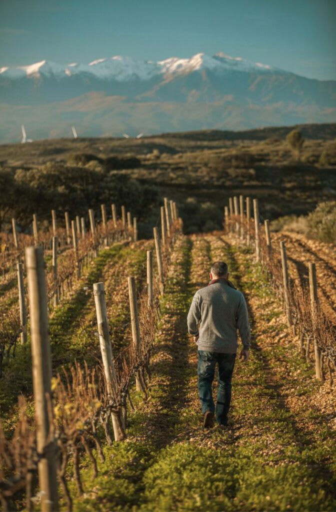 Vineyards