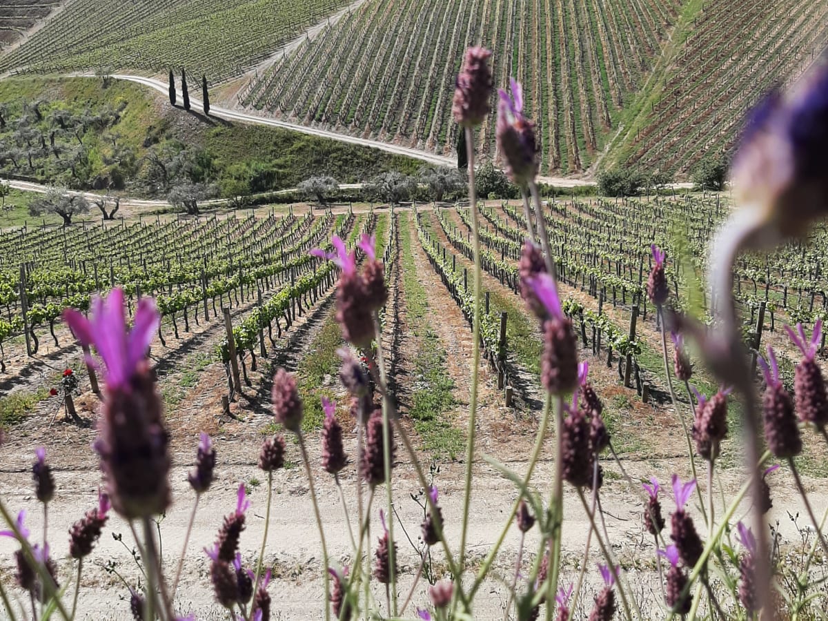 Vineyards with lavender 