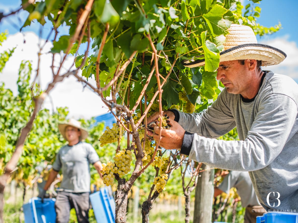 Workers collecting grapes during harvest
