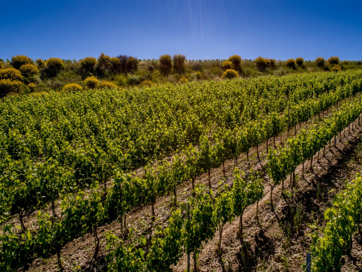 Poliziano Vines