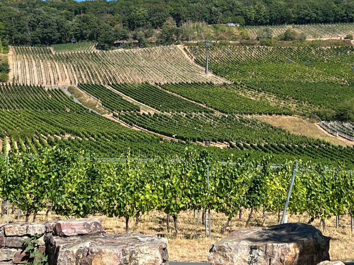 German vineyards on a sunny day