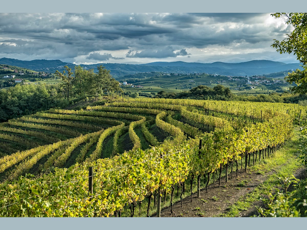 View of the vineyard