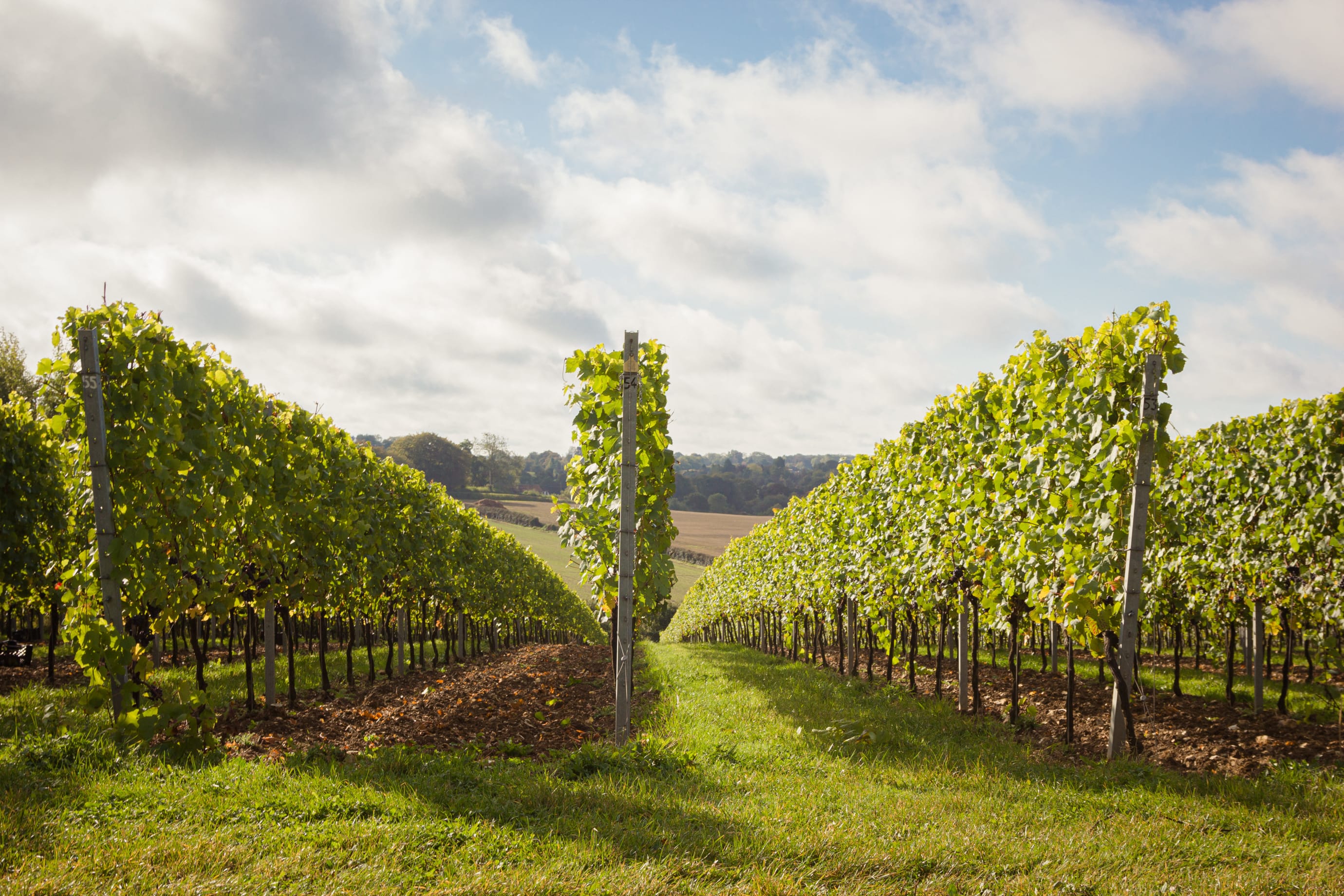 Hattingley vineyards