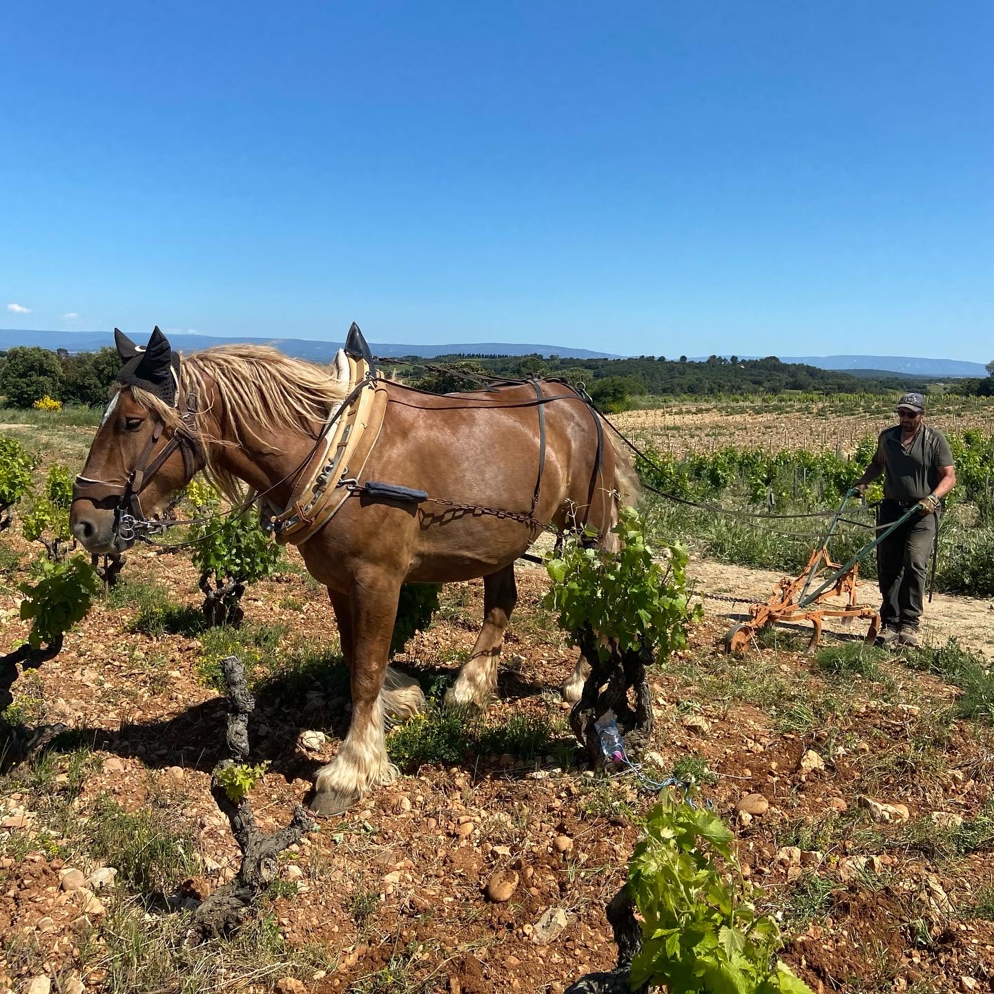 ploughing by horse at Domaine de la Janasse