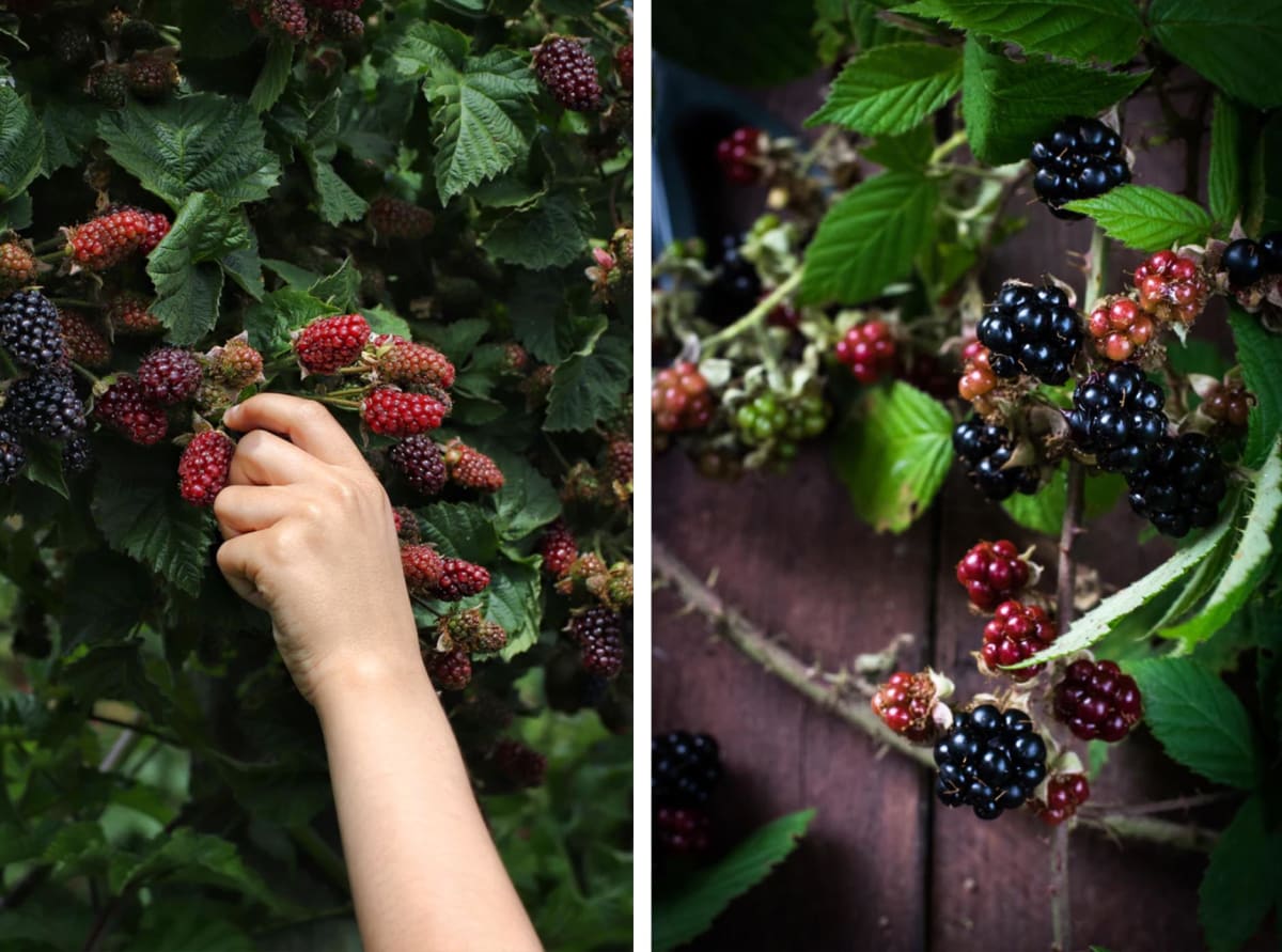 Bountiful berries - Spirits Beacon