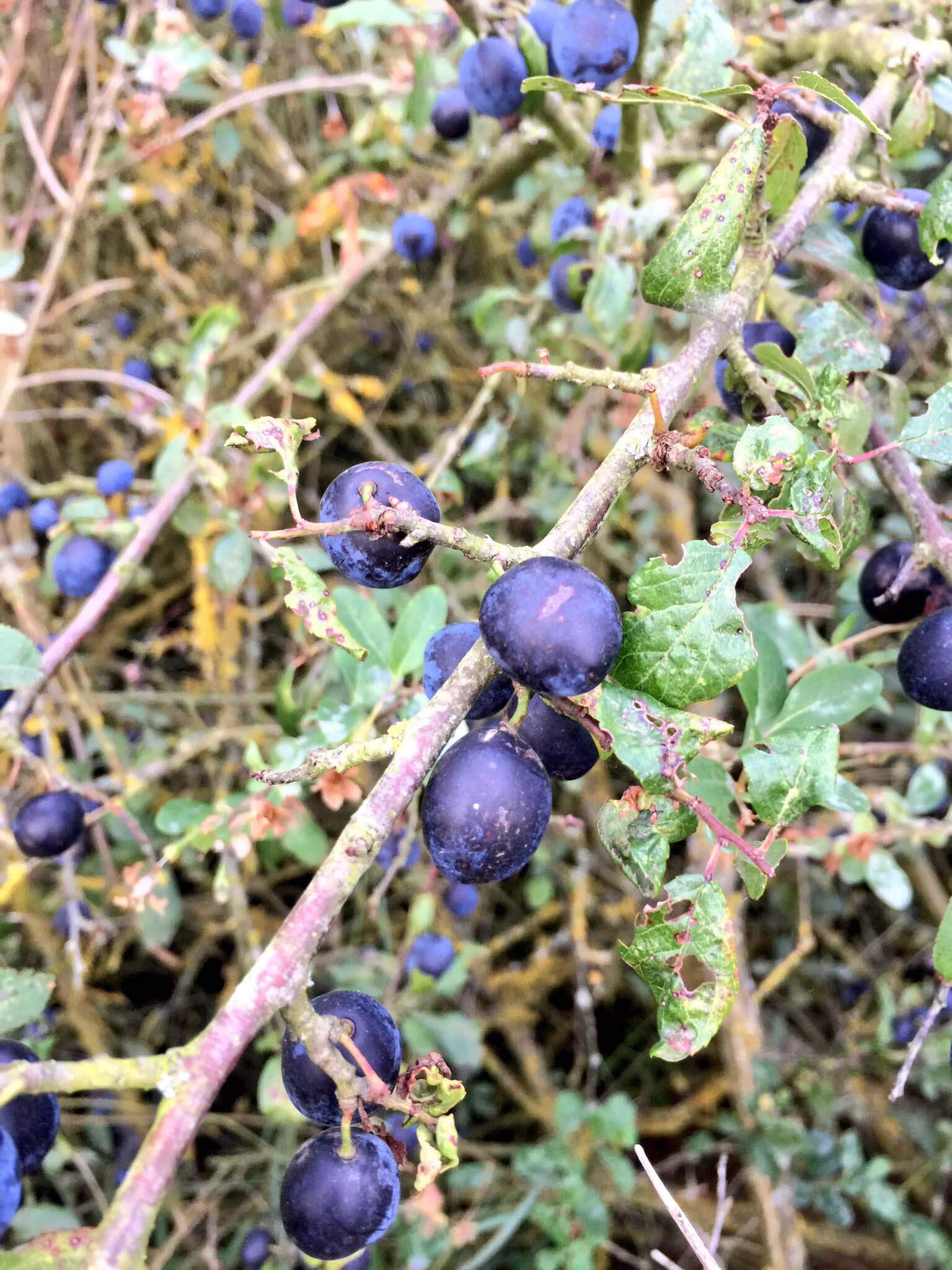 Sloe gin recipe Sloe gin recipe