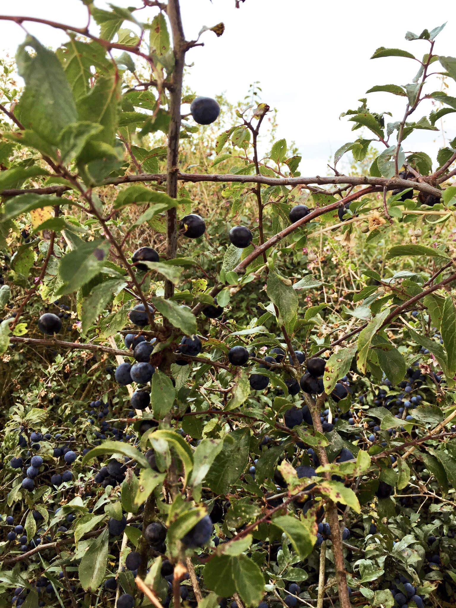 Foraging Sloes to infuse gin Foraging Sloes to infuse gin