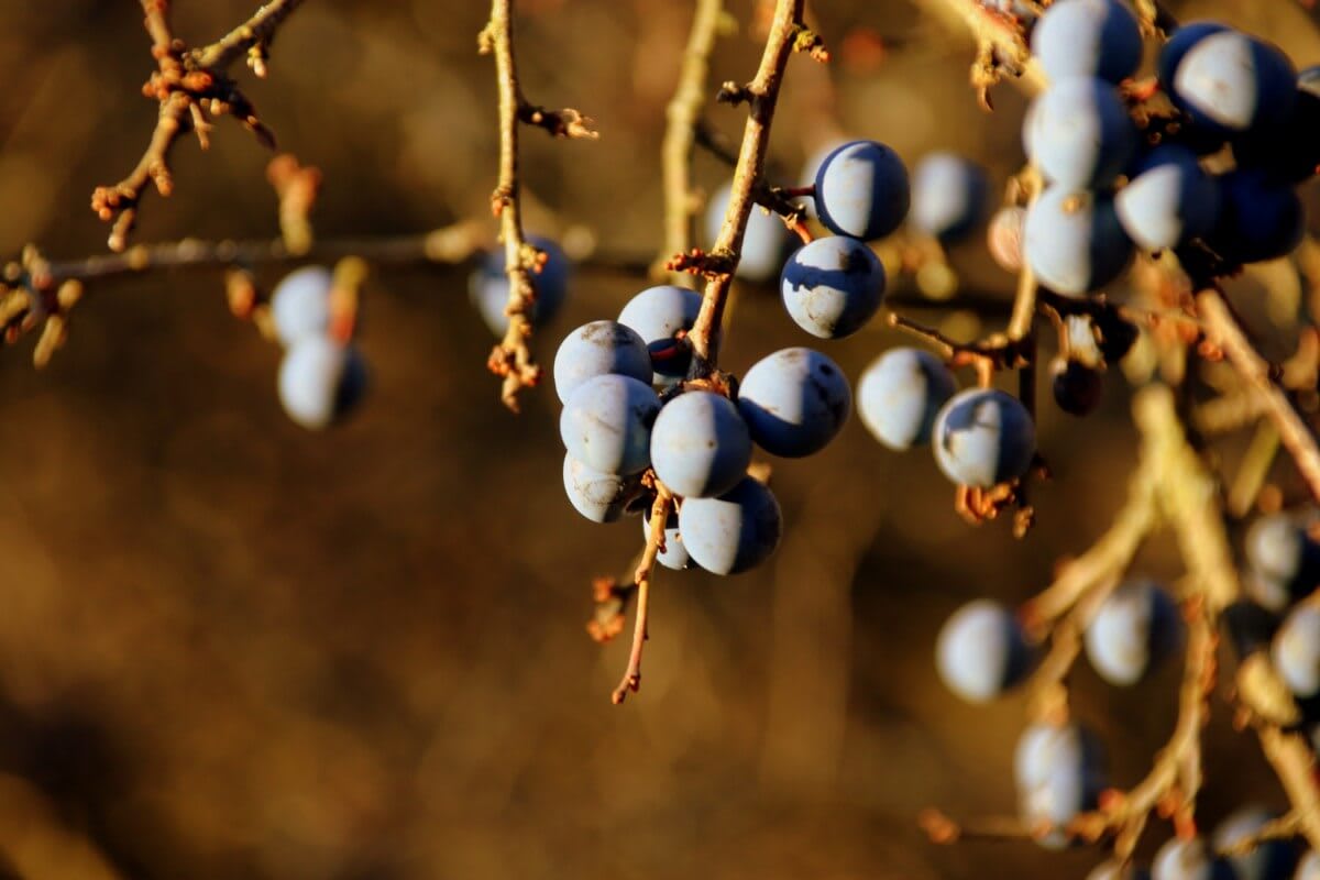 Sloe Berries to make Sloe Gin Sloe Berries to make Sloe Gin