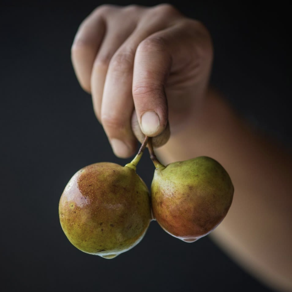 Pears being prepared for Eau de Vie Pears being prepared for Eau de Vie