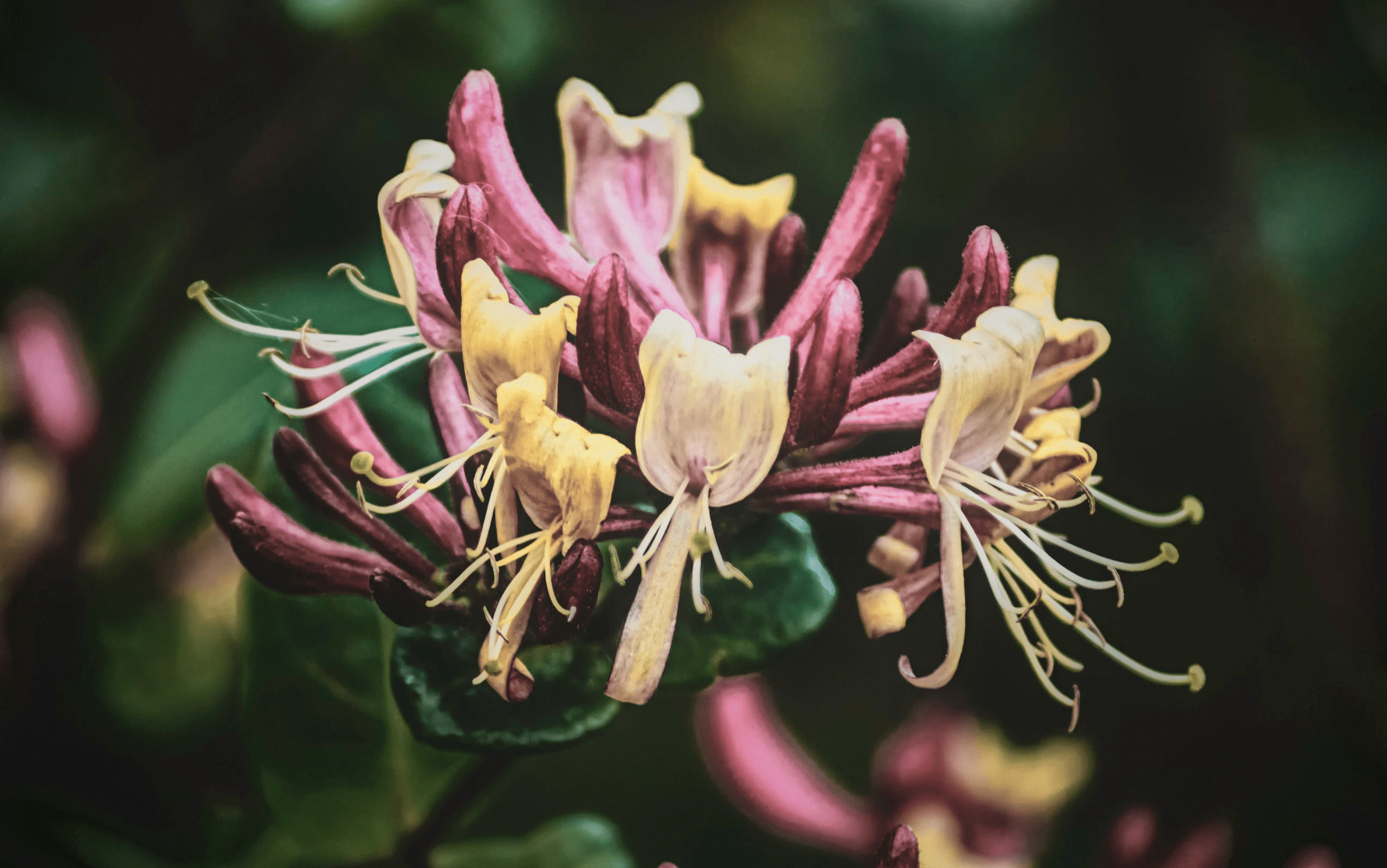 Honeysuckle flower Honeysuckle flower