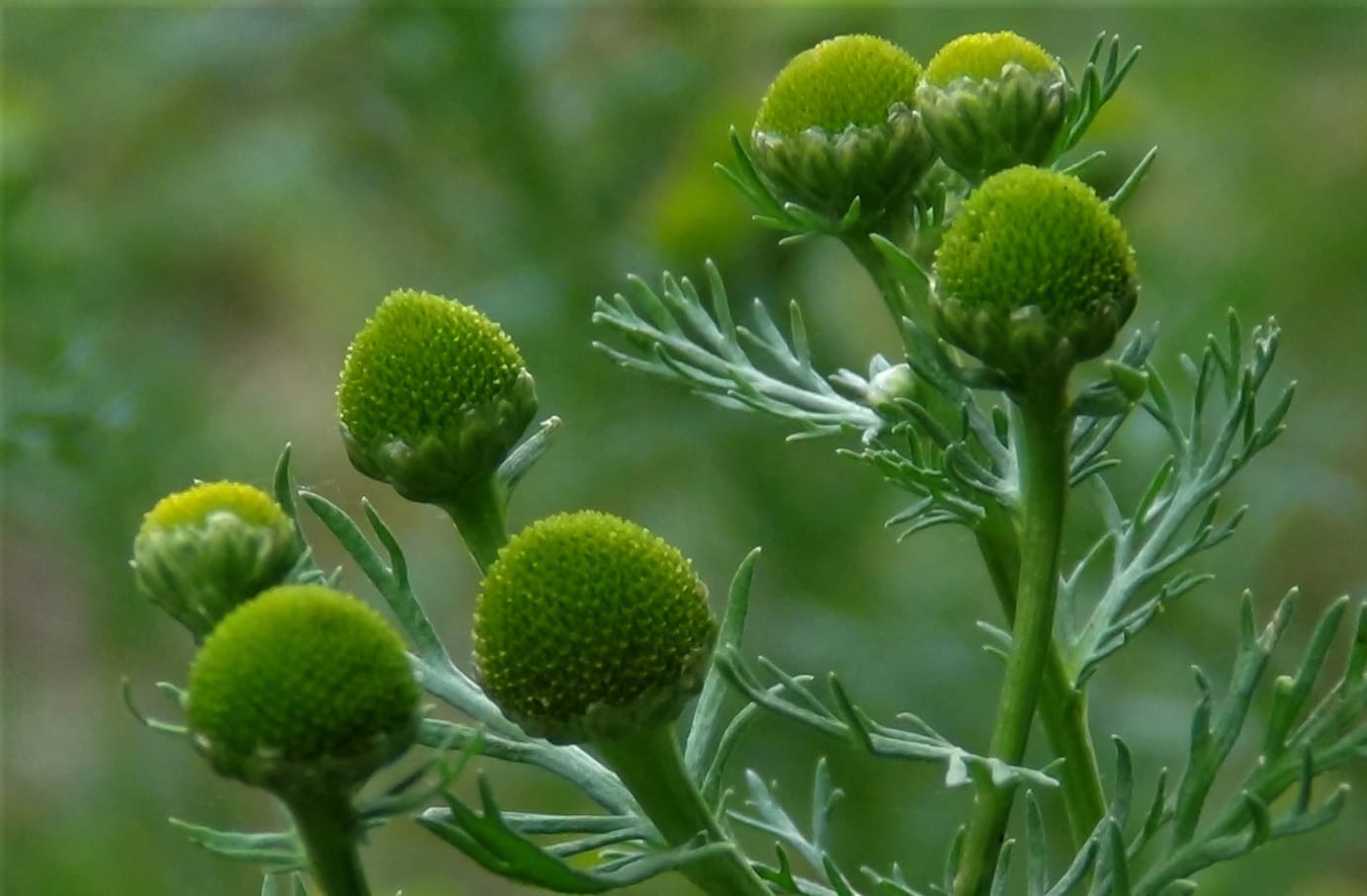Pineapple Weed Pineapple Weed