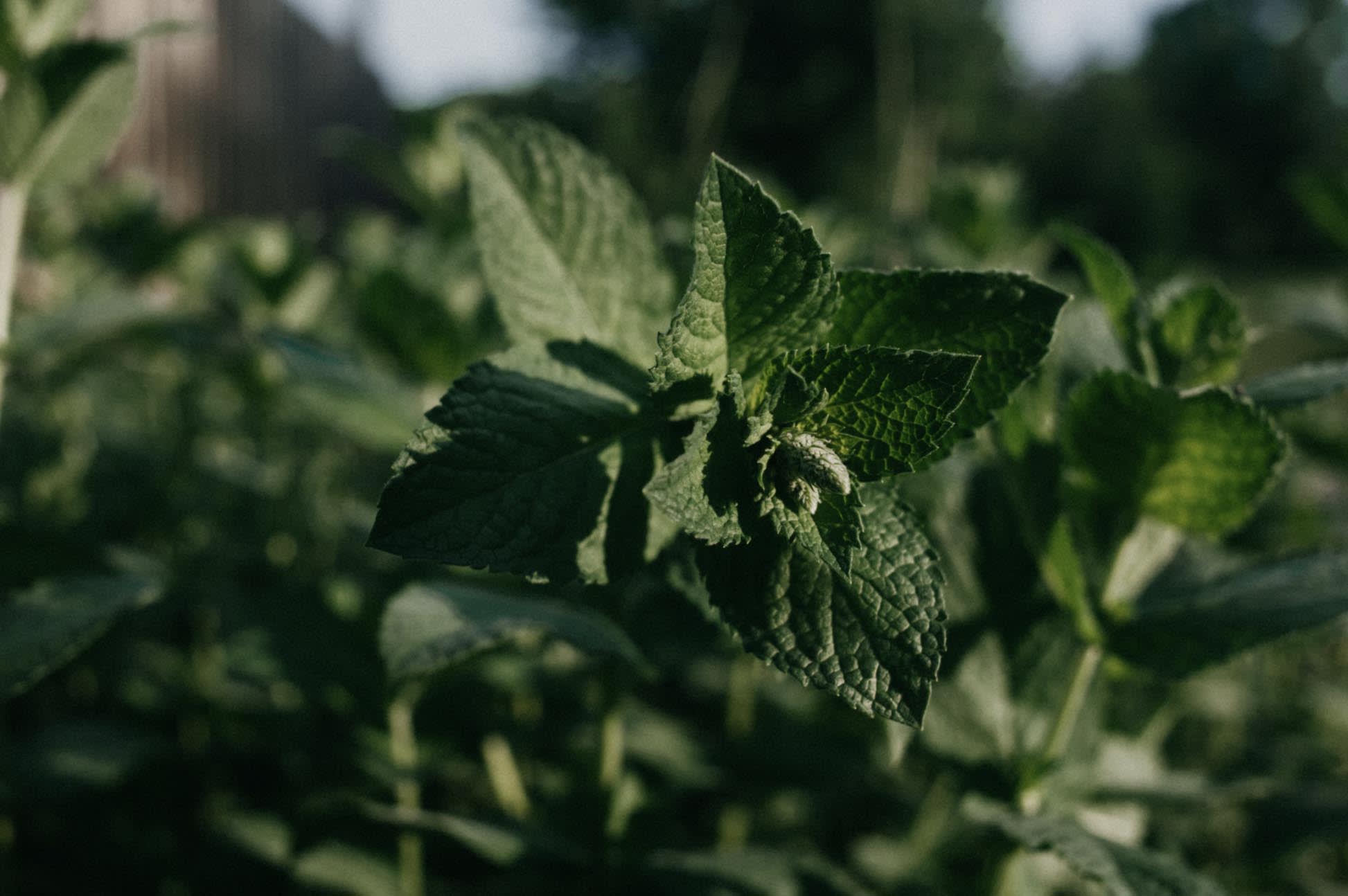 Mint plant Mint plant