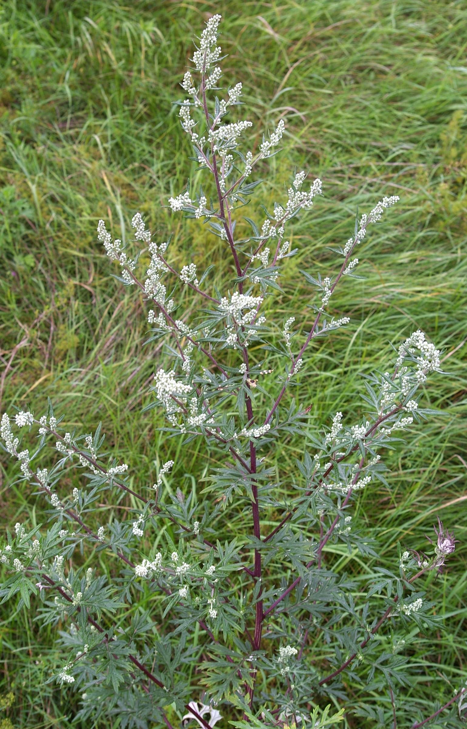 Mugwort Mugwort