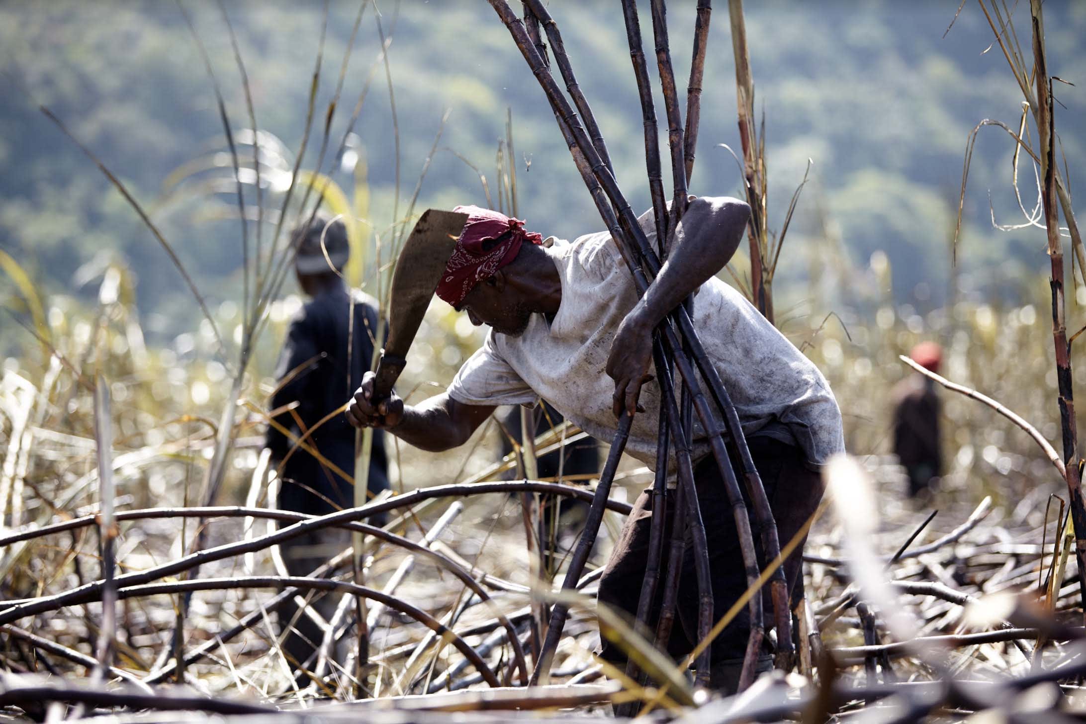 Sugar cane worker chopping crop Sugar cane worker chopping crop
