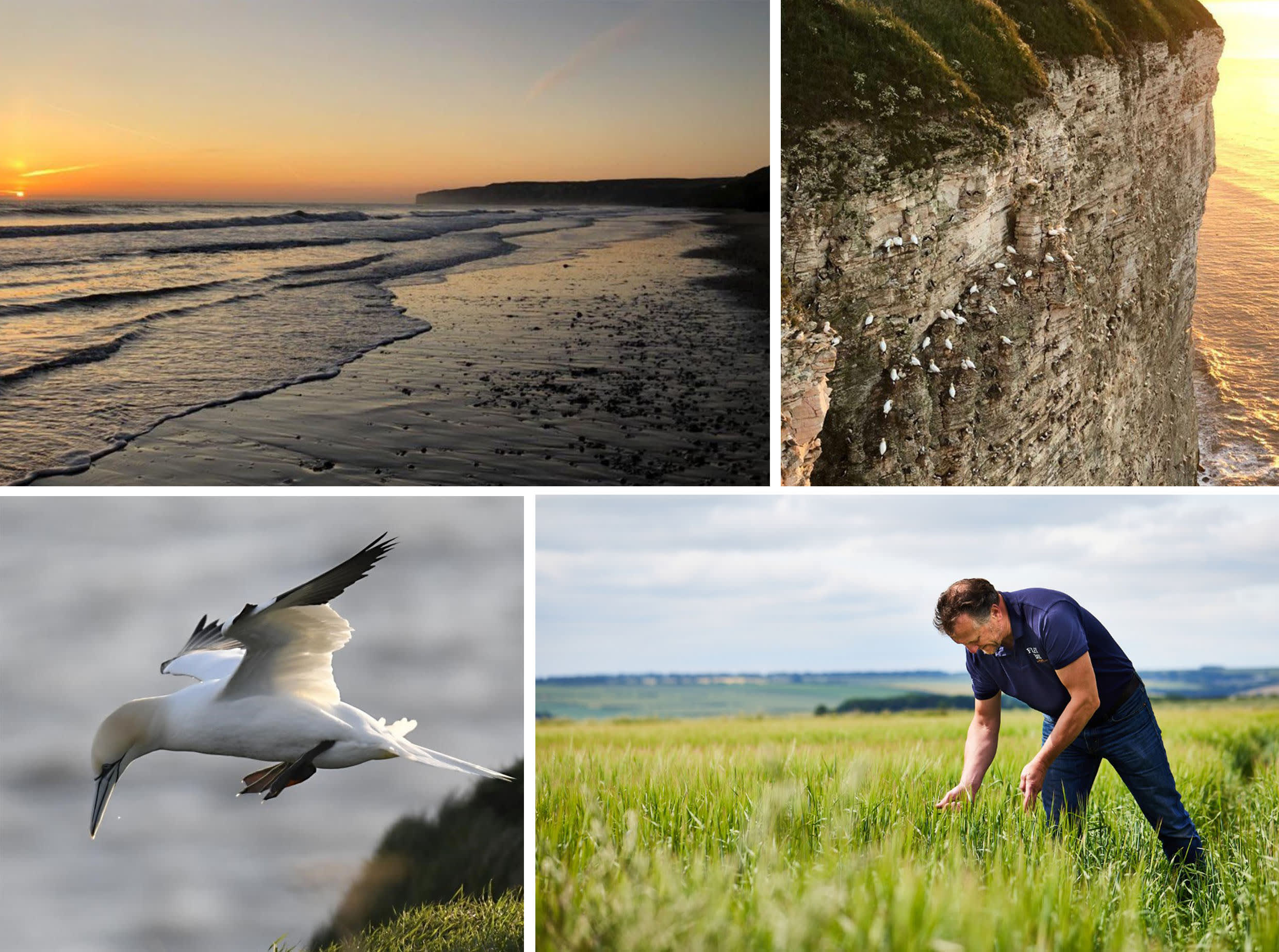 Spirit of Yorkshire - Cliffs, birds and barley Spirit of Yorkshire - Cliffs, birds and barley