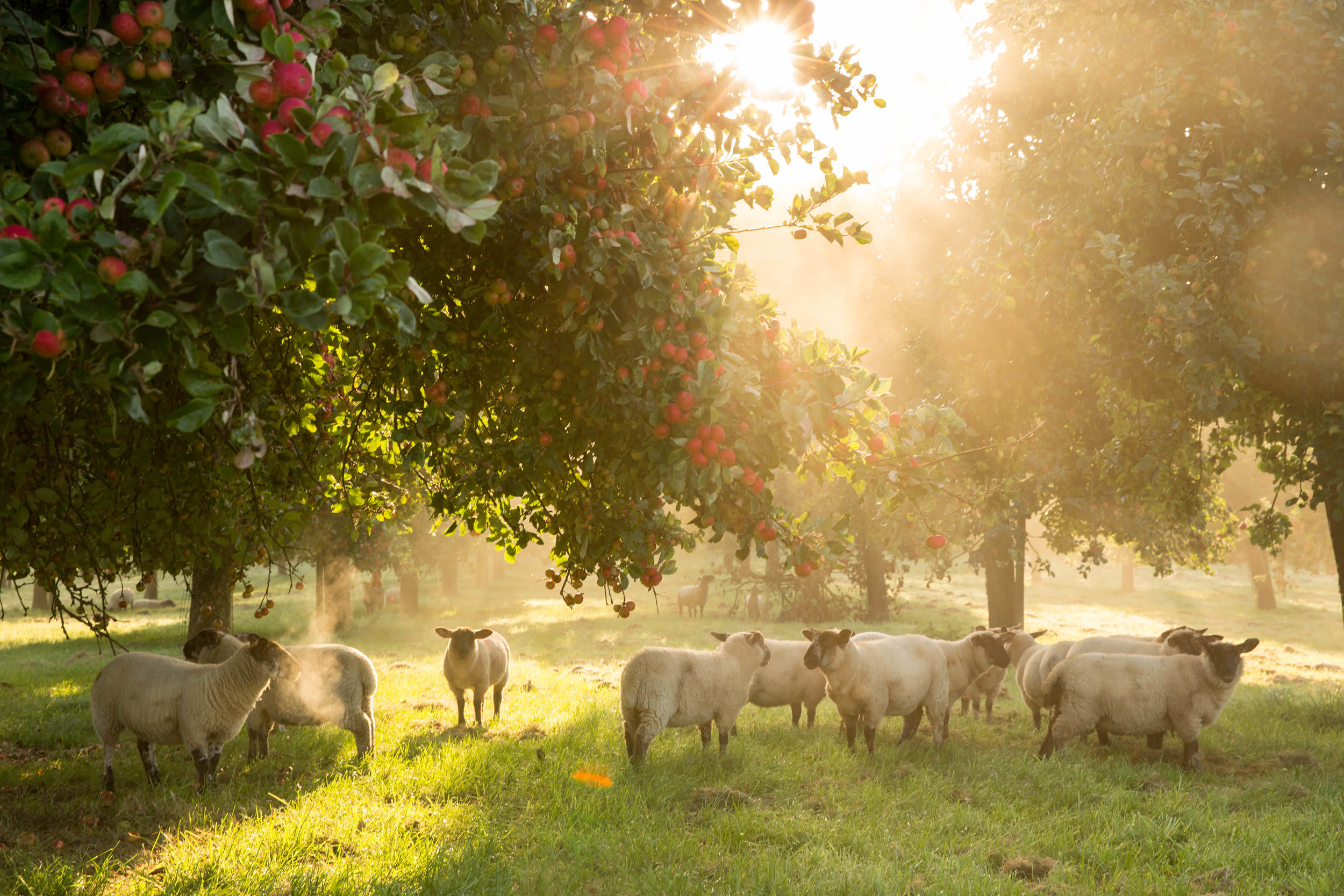 Somerset Cider Brandy orchard Somerset Cider Brandy orchard