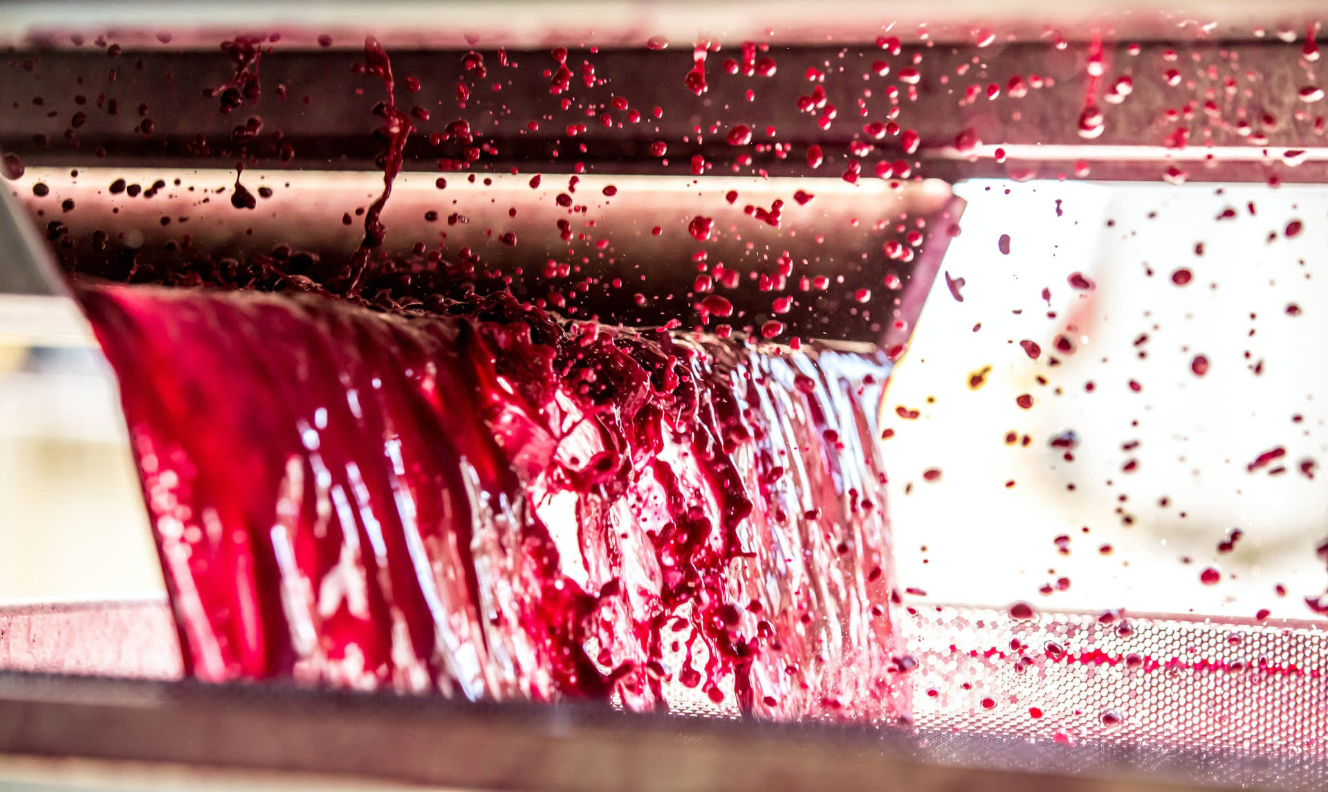 Wine coming through a press Wine coming through a press