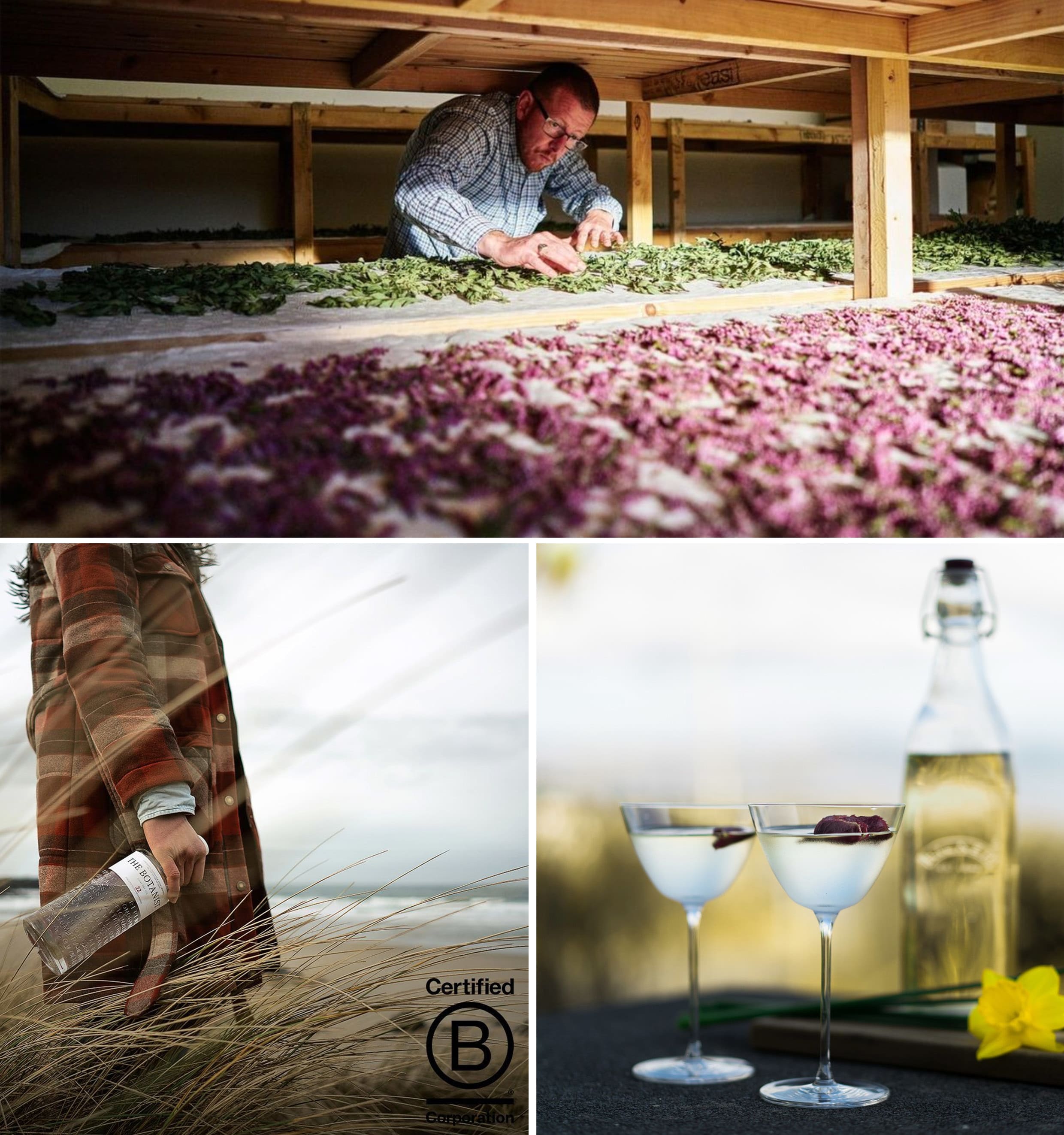 Drying botanicals and foraged drinks Drying botanicals and foraged drinks