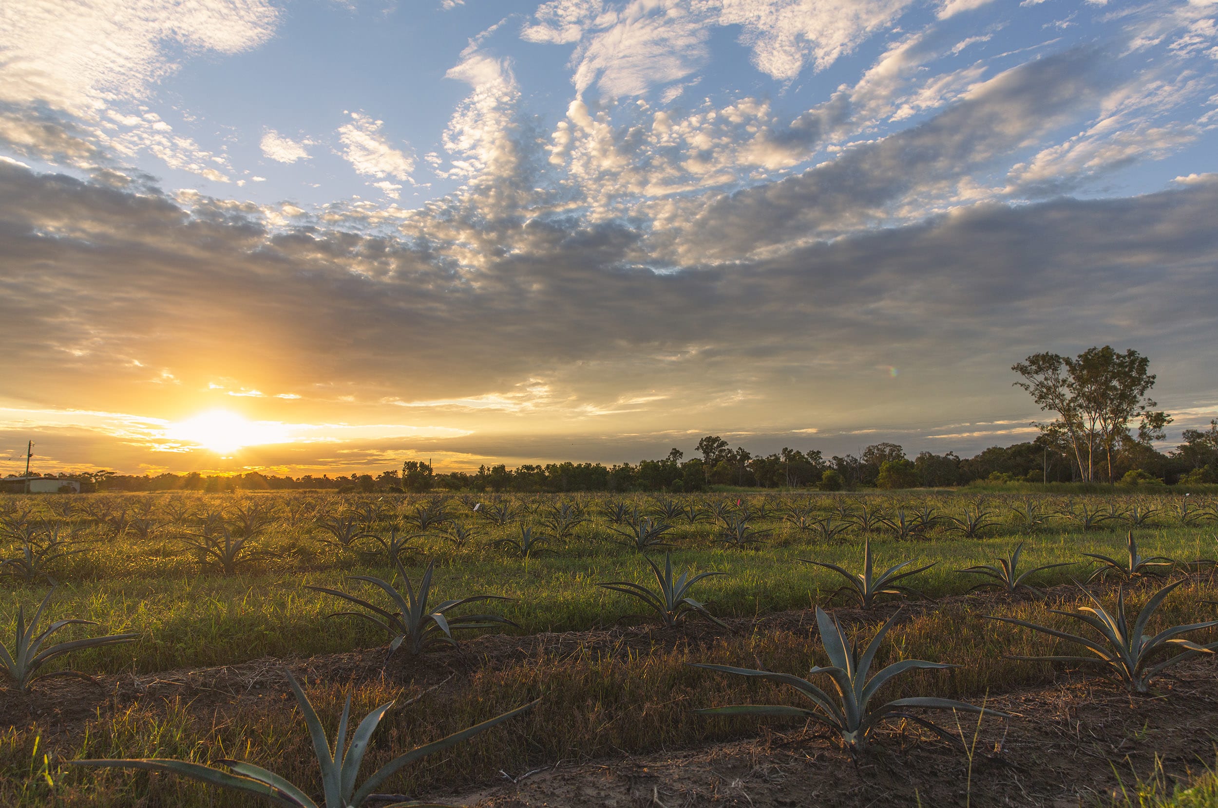 Australian Agave Field Australian Agave Field