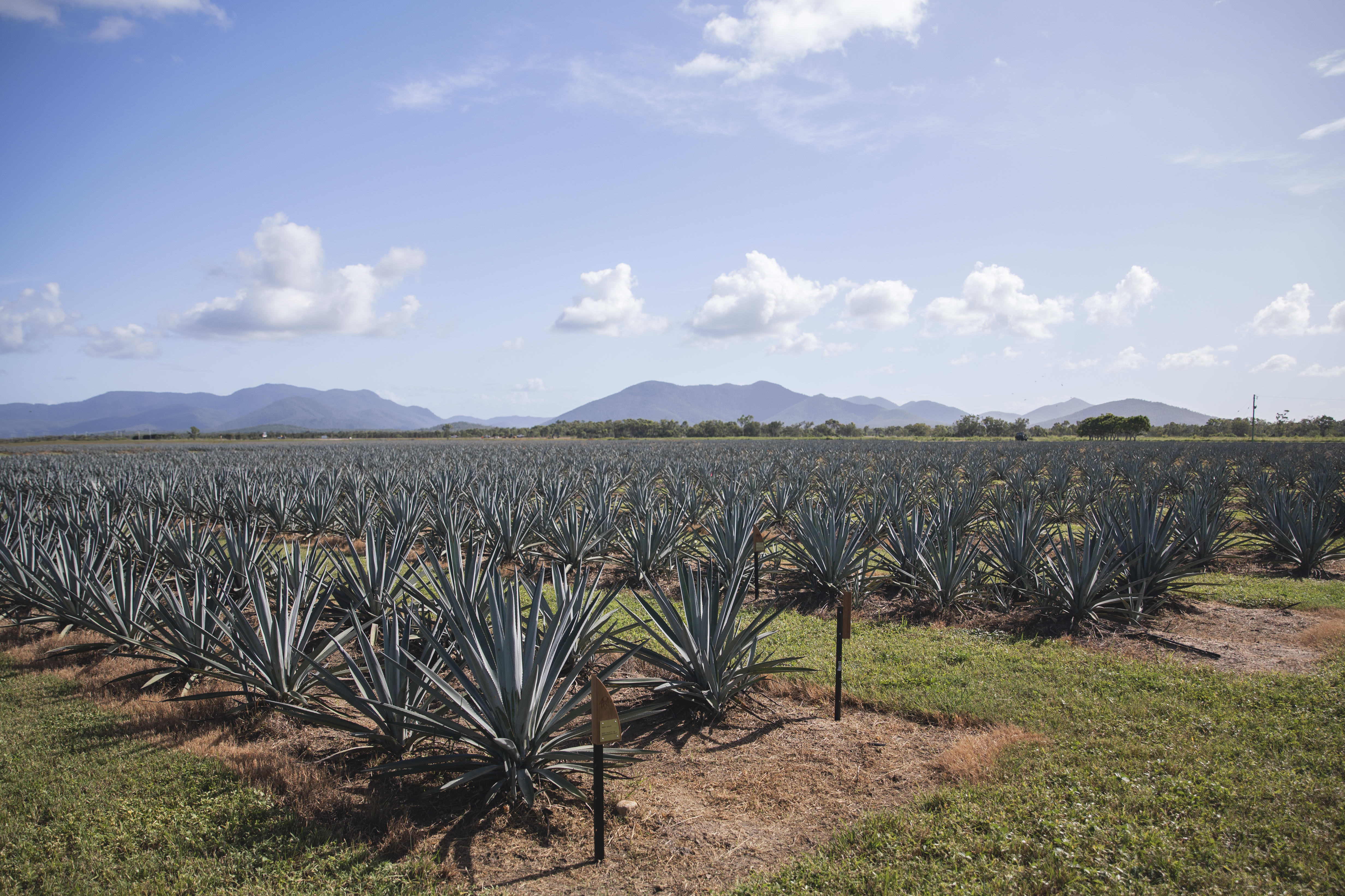 Australian Agave from Top Shelf International Australian Agave from Top Shelf International