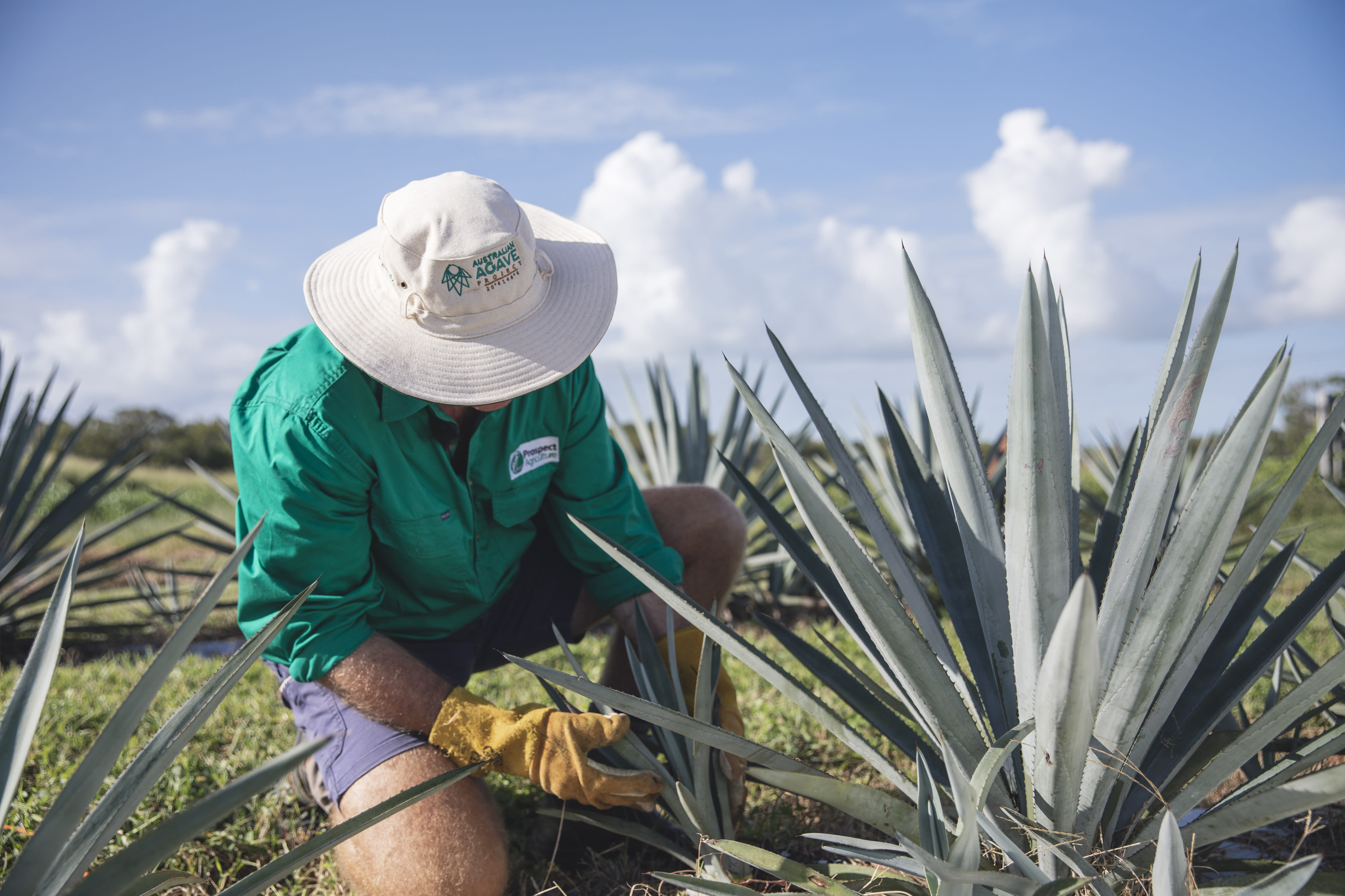 Top Shelf International Agave plantation Top Shelf International Agave plantation