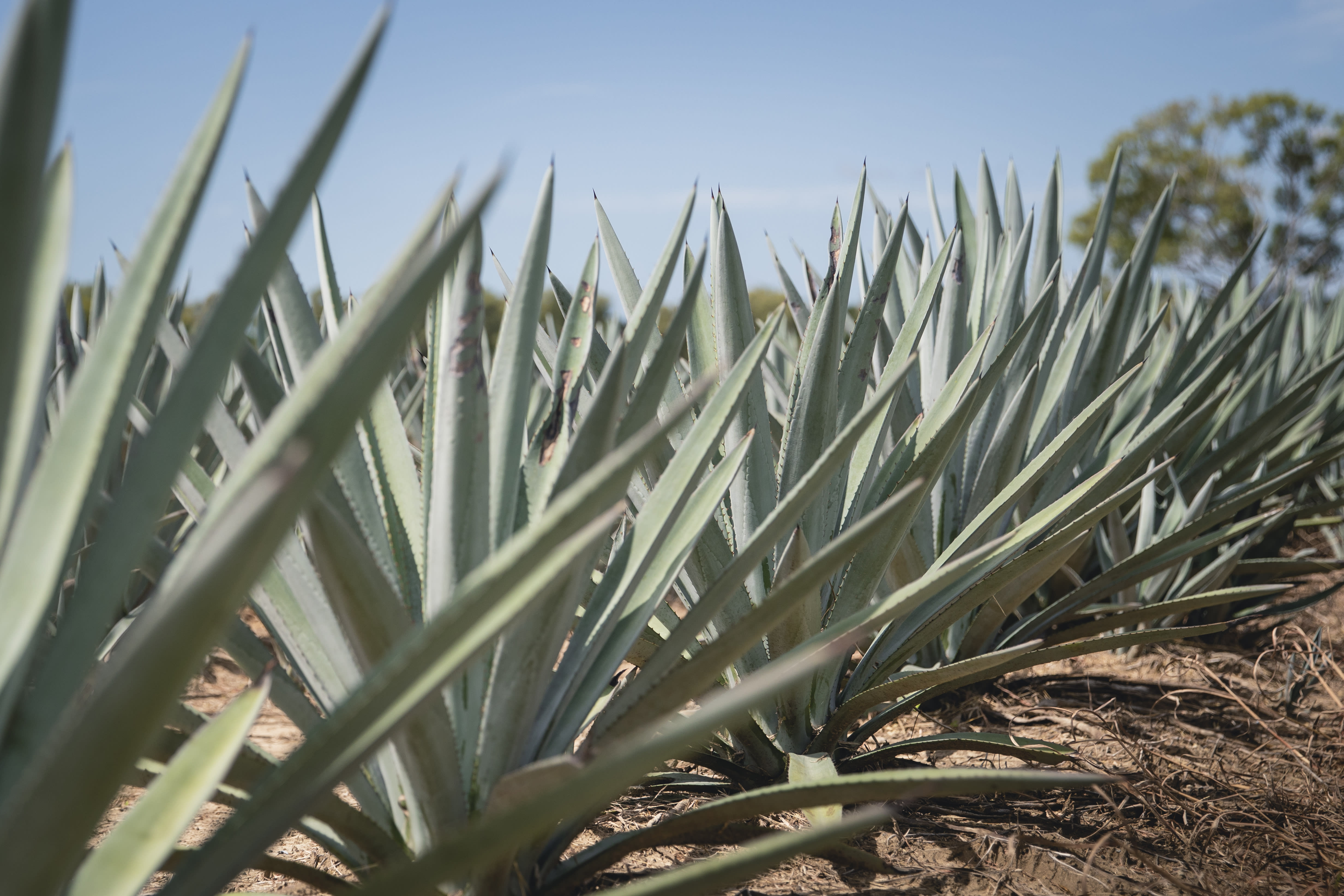 Blue Webber Agave Blue Webber Agave