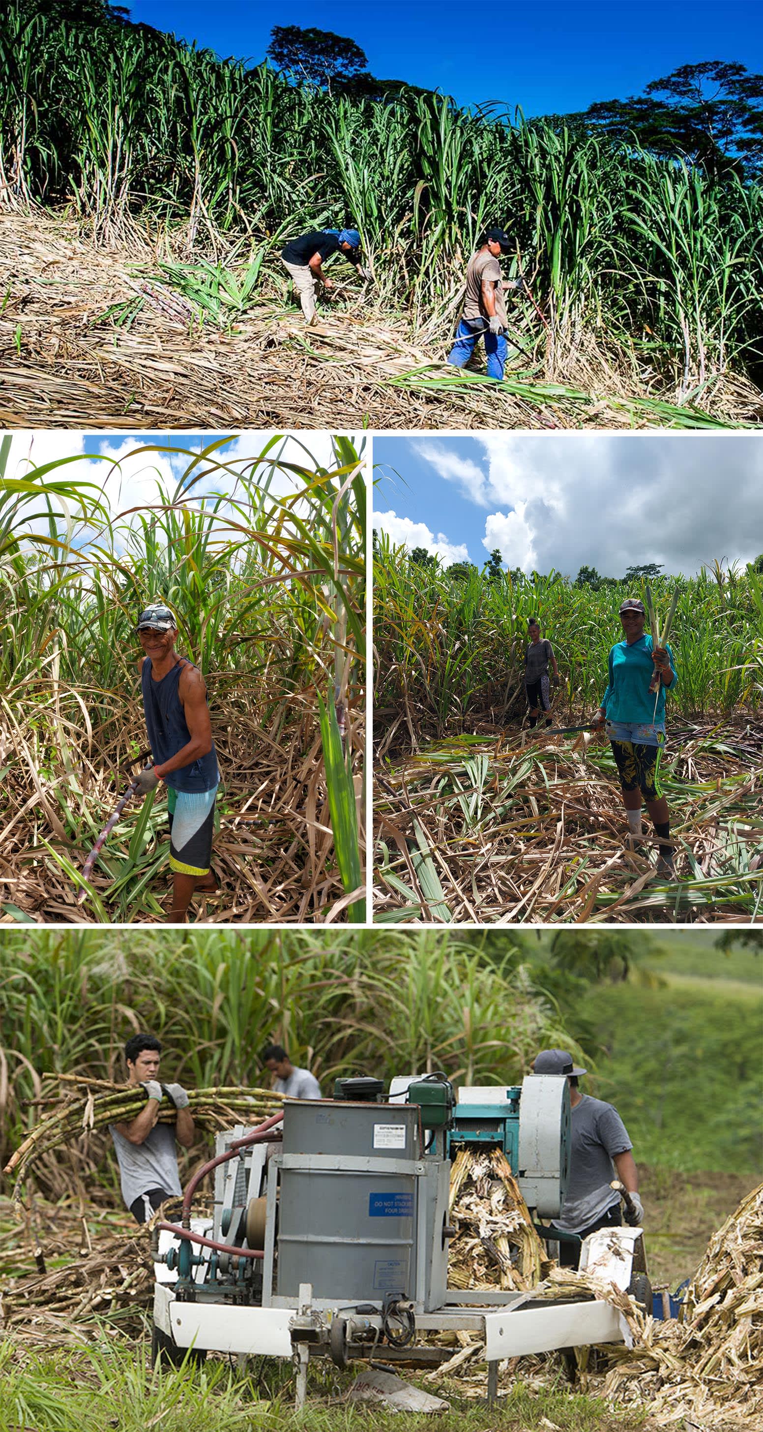 Mana'O Rum sugar cane harvest