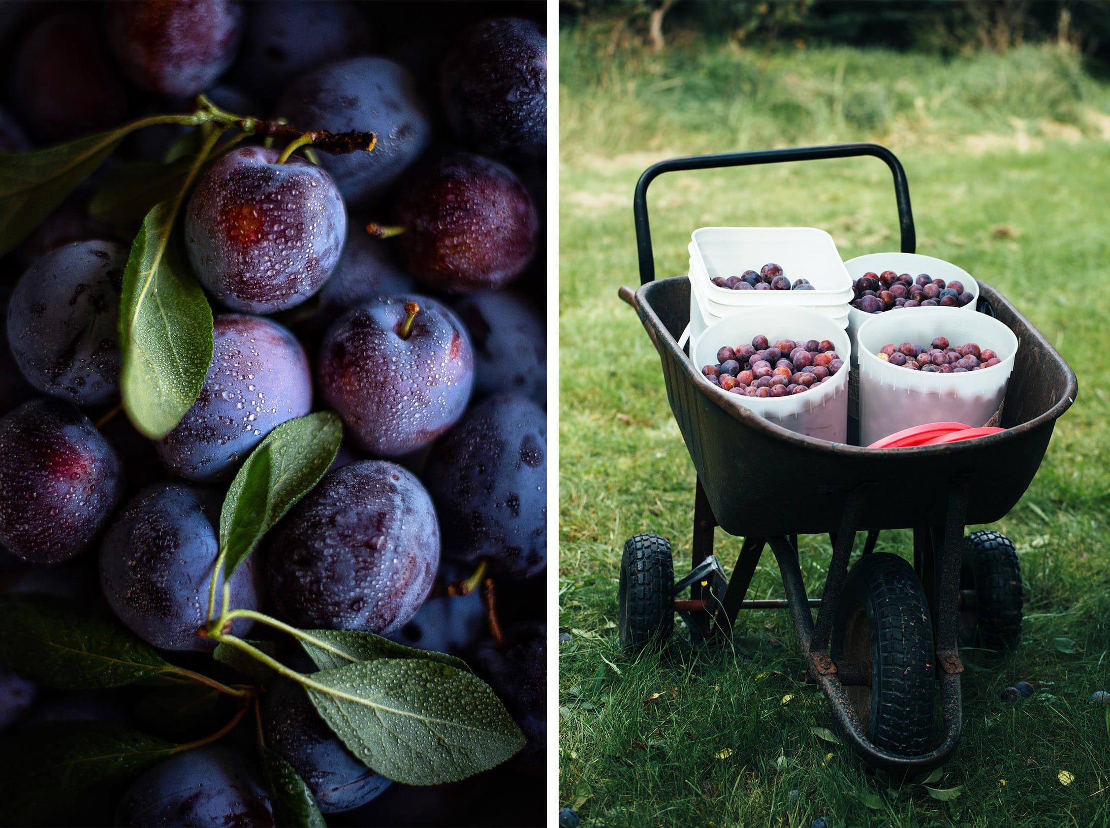 Plums in a wheel barrow Plums in a wheel barrow