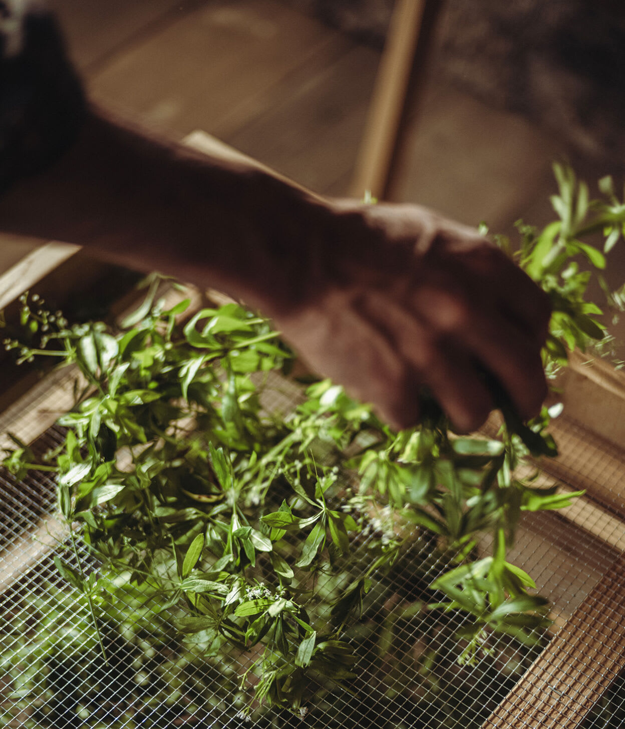 Picking woodruff Picking woodruff