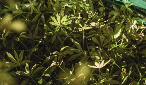 woodruff in the wild woodruff in the wild